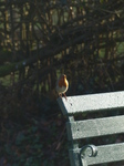 LZ00549 Robin on bench in St Fagans.jpg